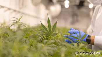 Ottawa cannabis startup eyes Carp production facility - Ottawa Business Journal