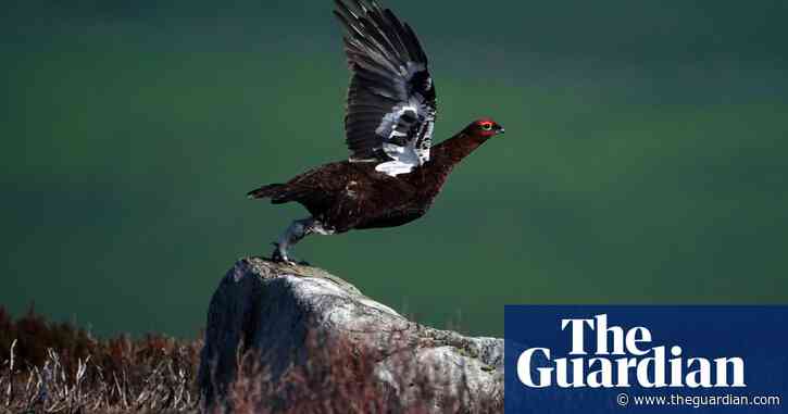 Activists sue ministers over release of game birds for shooting