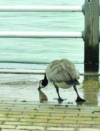 Funding aids Great Lakes, St. Mary's River clean up projects