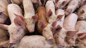 Weil China die Schweine-Öhrchen braucht, darf Deutschland auf Gnade hoffen