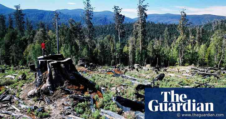 'Shocking': wilderness the size of Mexico lost worldwide in just 13 years, study finds