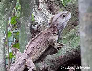 Rare Dragon DNA: Sequencing the Genome of an Ancient Reptile