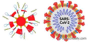 Studying the Genetic Evolution of Viruses Like SARS-CoV-2 in Single Cells Could Reveal New Ways to Defeat Them