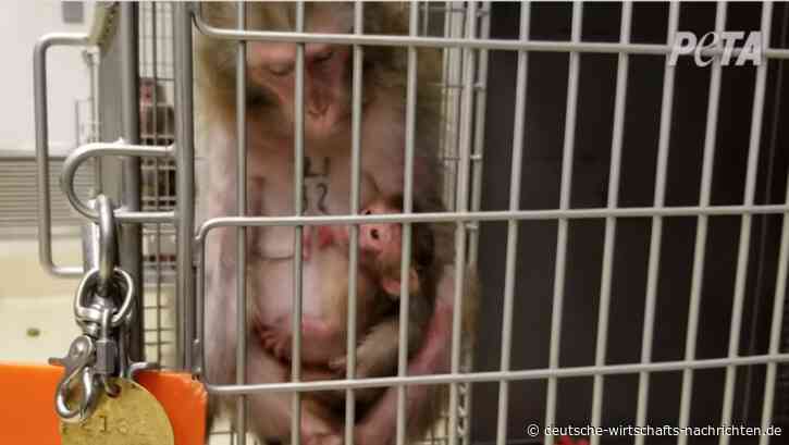 Tier-Experimente: Etwa 2.000 Affen werden irre gemacht, missbraucht und gequält