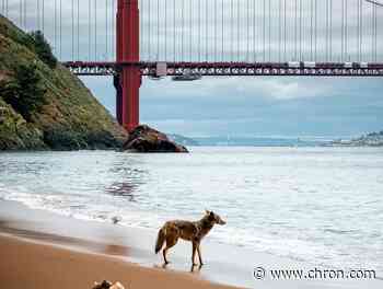 A California woman was bitten by a coyote at the beach