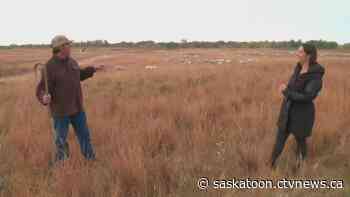 Meewasin’s sheep are baaaaaack for another year of grazing – and fighting invasive species