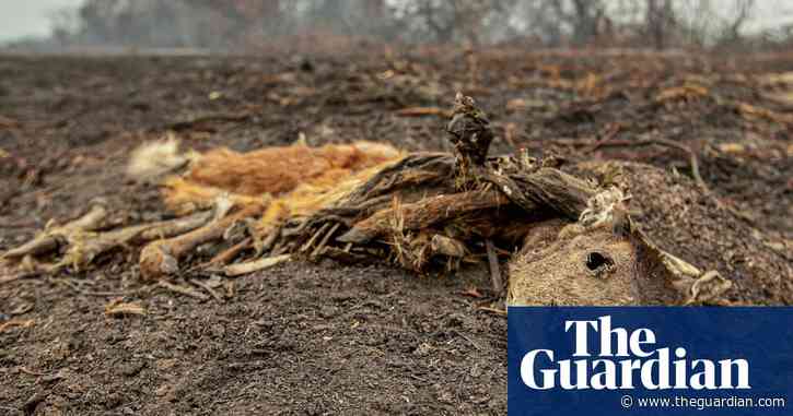 Brazilian wetlands fires started by humans and worsened by drought