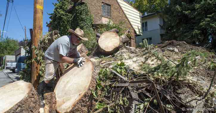 Ahead of forecast rain, Salt Lake City asks residents to help clear drains of wind storm debris