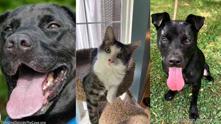 Furry Tails: Frannie, Loki & Raven Are Waiting For Forever Homes