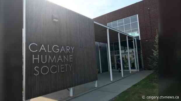 7 animals found in 'extremely shocking conditions' in Calgary home, 2 women facing charges