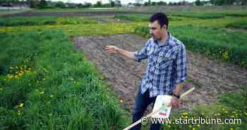University of Minnesota leads project to boost yield, uses of crop that could cut water pollution