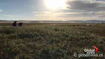 Southern Alberta cattle prices remain steady amid COVID-19 pandemic