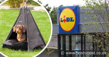 Lidl has launched the most adorable pet accessory