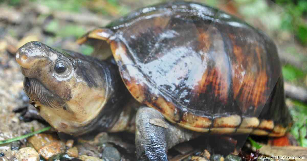 monitorearan a las tortugas truenito del bajo baudo colombia hoy - Semana