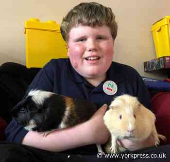 'They light up his world': Mum Nina Melrose on her autistic on Harvey's pet guinea pigs