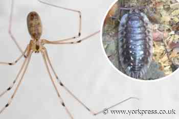 The "killer" spider at work in my home