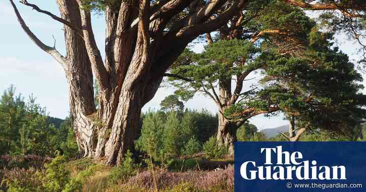 Country diary: an ancient forest offers protection from the elements