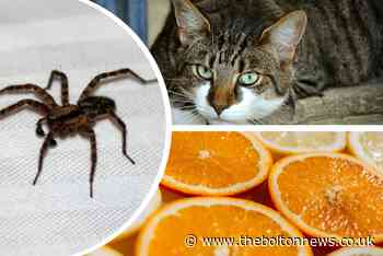 Spiders: 8 ways to keep them out of your house this autumn
