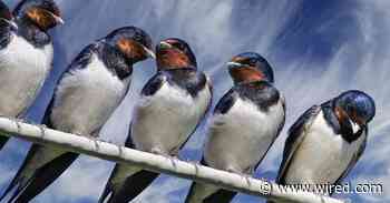 What’s Causing the Mass Bird Die-Off in the Southwest?