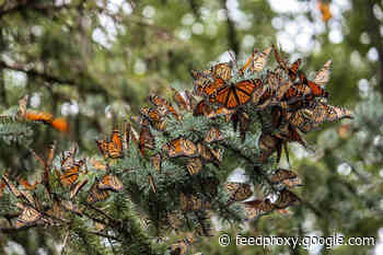 3 Ways to Help Save Monarch Butterflies and Other Pollinators
