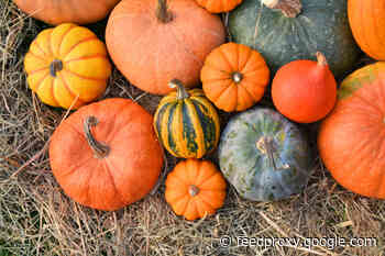 Ancient Pumpkins Were Nothing Like the Fall Fruit We Know Today
