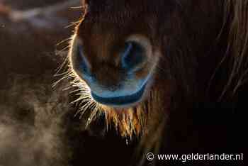 Koets over de kop in Lunteren: berijder raakt gewond, pony's gaan er vandoor