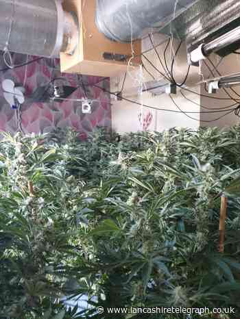 Cannabis: Hyndburn Police find over 100 plants in Oswaldtwistle raid