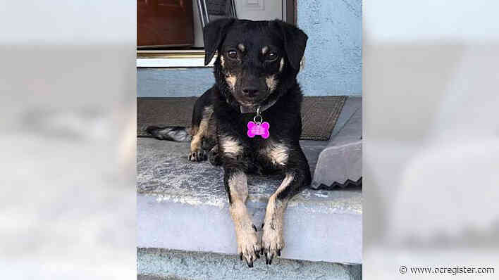 Terrier mix Vivian wants a home with a furry friend