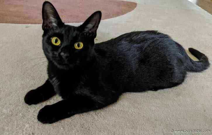 Clover the kitty loves to play and snuggle