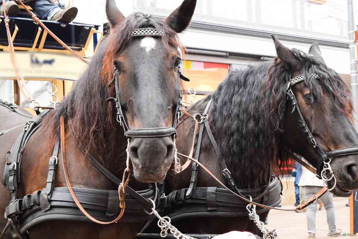 Mehrere Verletzte und eine zerstörte Frontscheibe: Pferde gehen mit Kutsche bei Scheidegg durch - Scheidegg - all-in.de - Das Allgäu Online!