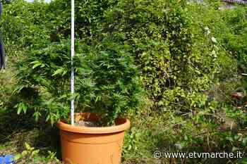 Droga “formato famiglia”: la coltivazione di “erba” scoperta a Pieve Torina - Redazione ETV Marche