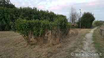 Asti, finalmente tagliata l’erba alta del Parco del Lungo Tanaro (foto) - ATNews