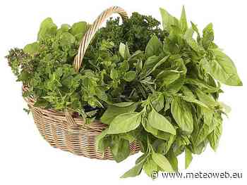 Una gustosa erba aromatica abbassa la glicemia alta, è un’alleata della dieta e della salute cardio ... - Meteo Web