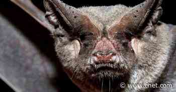 Large bat colony drives National Weather Service's radar batty     - CNET
