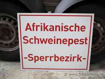 Afrikanische Schweinepest: Wie lange bleibt sie? - Freie Presse