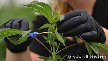 Messenger: What’s that burning in the oven? It’s Missouri’s medical marijuana license process. - STLtoday.com