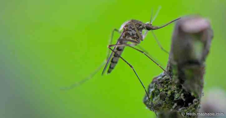 Hurricane Laura's impact lingered with nightmarish mosquito swarms
