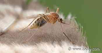 Deadly mosquito virus prompts Michigan to urge residents to stay indoors