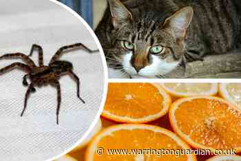 Spiders: 8 ways to keep them out of your house this autumn