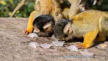 Squirrel monkeys enjoy ice lollies at London Zoo ahead of ITV documentary