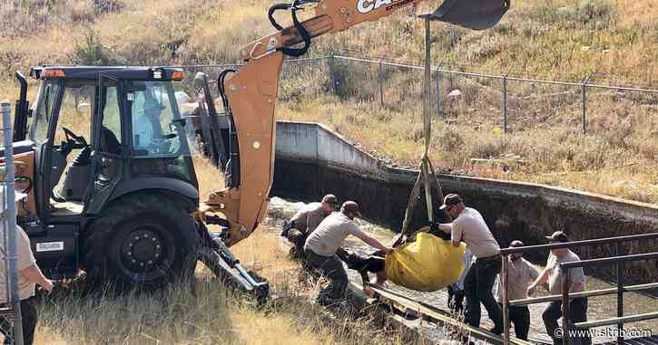 Utah wildlife officials save moose trapped in golf course cistern where her calves drowned
