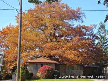 The Cullens: This magnificent tree is worth saving - The Sudbury Star