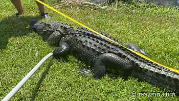 A Florida woman was attacked by a 10-foot alligator while trimming trees