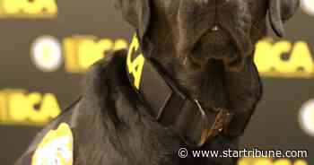 Minnesota's new police dog can help sniff out electronic evidence in sexual predator cases