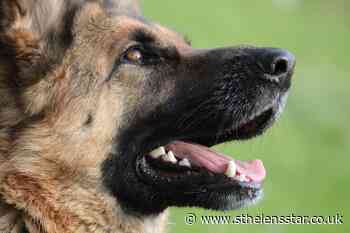 Man in court over dangerously out of control dog - St Helens Star