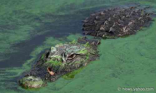 'He had green eyes': Florida man will paint alligator that attacked him