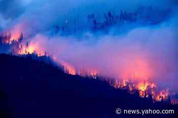 Creek Fire ignites fire management debate on 102 million trees killed by beetles, drought