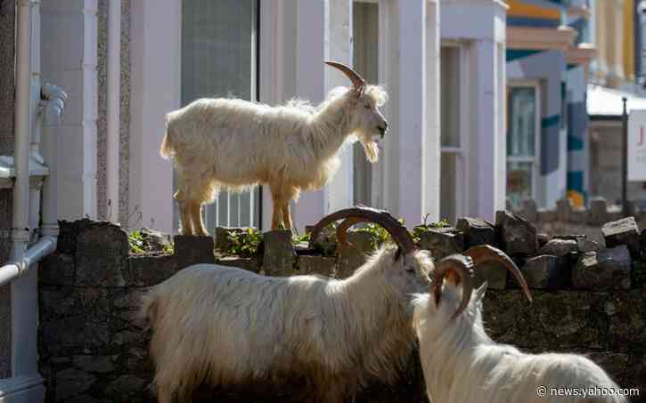 US town hopes herd of goats will protect against wildfires