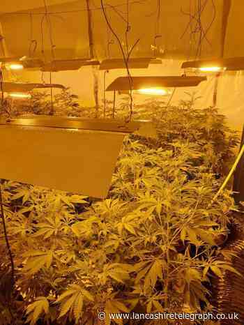 Cannabis: Two separate drug farms busted in one week in Oswaldtwistle and Burnley