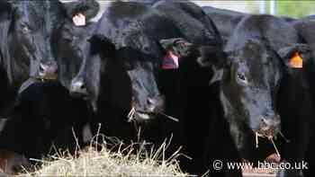 The tech putting the beef into Australian cattle farming